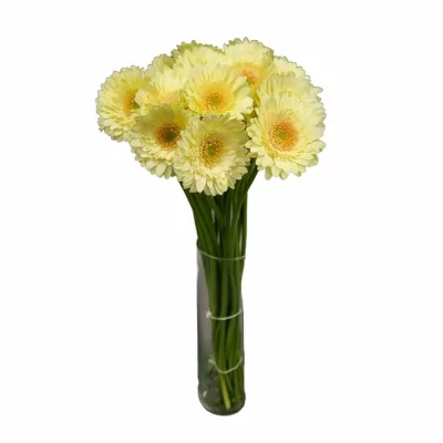 Gerbera mini ROMILY