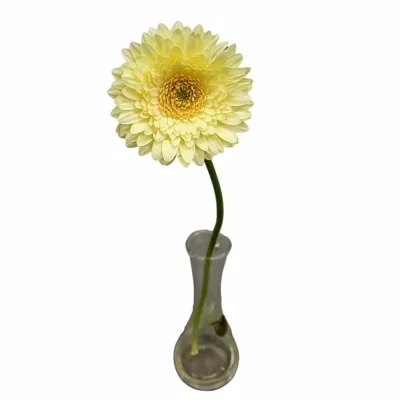 Gerbera mini ROMILY