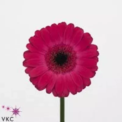 Gerbera mini ROWAN