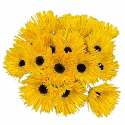 Gerbera mini SPINVORMIG DUNGA