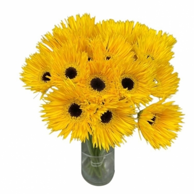 Gerbera mini SPINVORMIG DUNGA