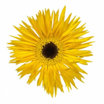 Gerbera mini SPINVORMIG DUNGA