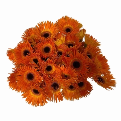 Gerbera mini SPINVORMING LEROY