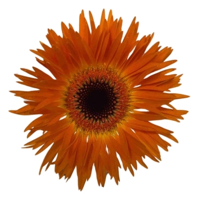 Gerbera mini SPINVORMING LEROY