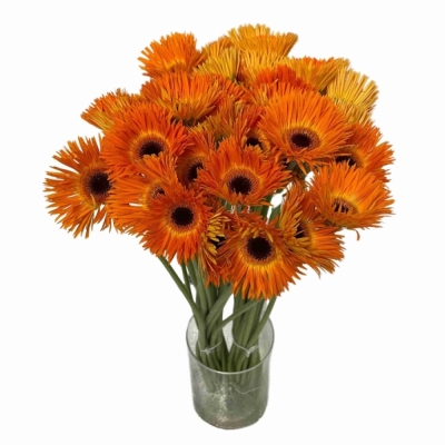 Gerbera mini SPINVORMING LEROY