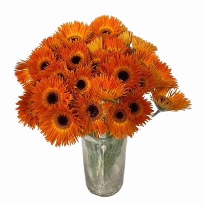 Gerbera mini SPINVORMING LEROY