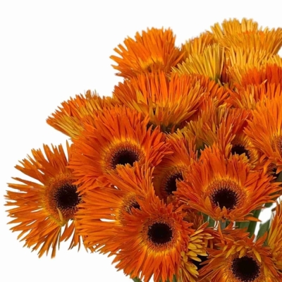 Gerbera mini SPINVORMING LEROY