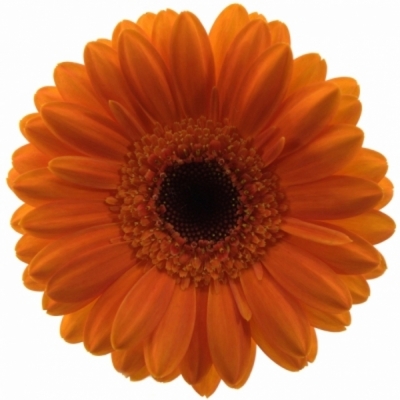 Gerbera mini SPIRIT