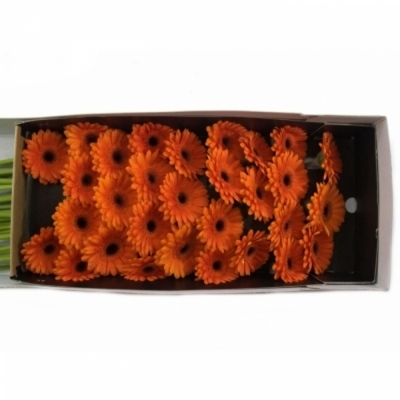 Gerbera mini SPIRIT