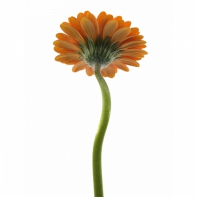 Gerbera mini SPIRIT