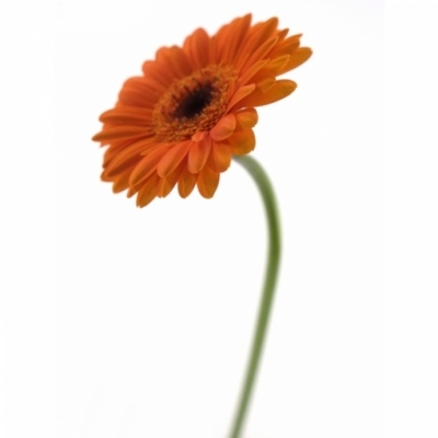 Gerbera mini SPIRIT