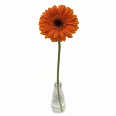 Gerbera mini SPIRIT