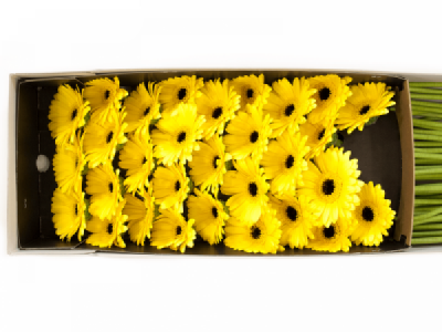 Gerbera mini SUNSHINE