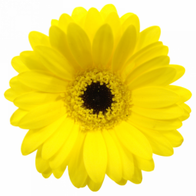 Gerbera mini SUNSHINE (WATER)