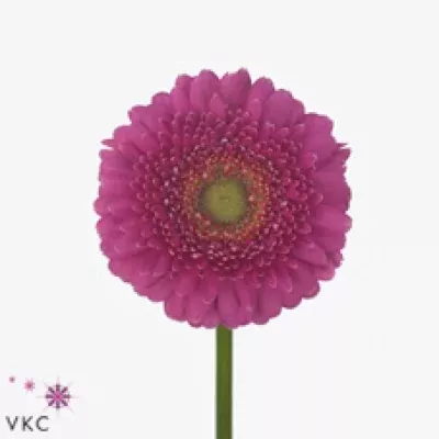 Gerbera mini Tabaluga