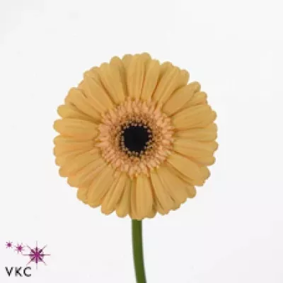 Gerbera mini TANTIEME