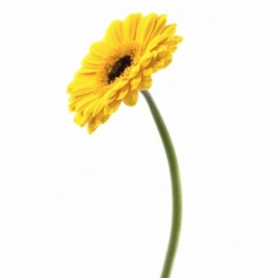 Gerbera mini TWEETY