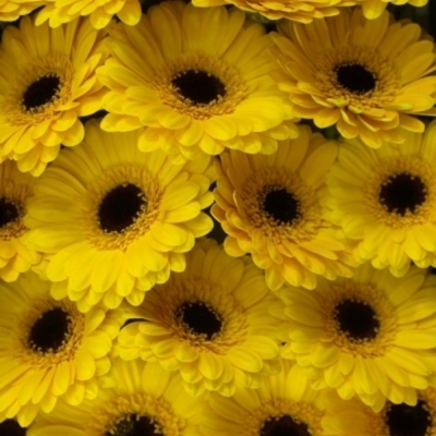 Gerbera mini TWEETY