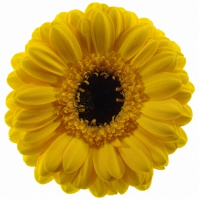 Gerbera mini TWEETY