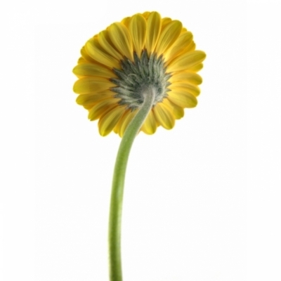 Gerbera mini TWEETY