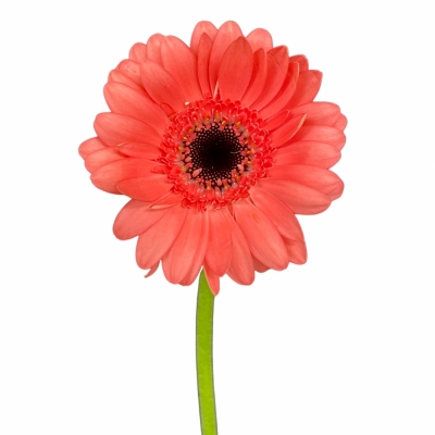 Gerbera mini VIDAL