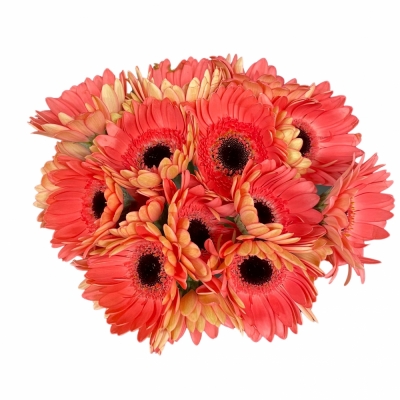 Gerbera mini VIDAL