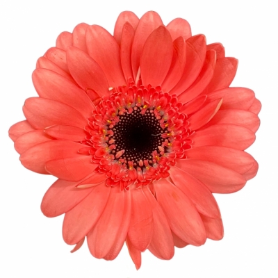 Gerbera mini VIDAL