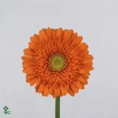 Gerbera mini Vigour