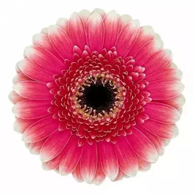 Gerbera mini VINCE (WATER)