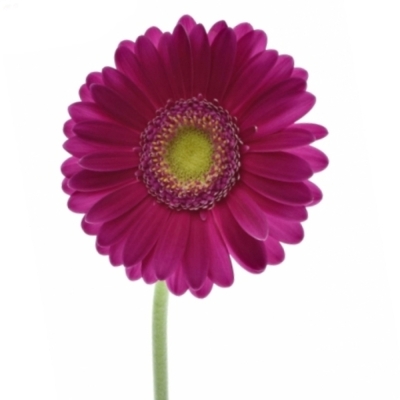 Gerbera mini VIVIAN (WATER)