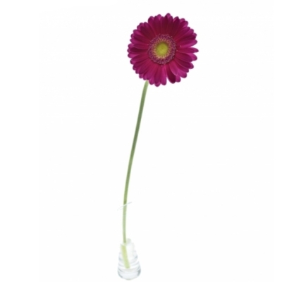 Gerbera mini VIVIAN (WATER)