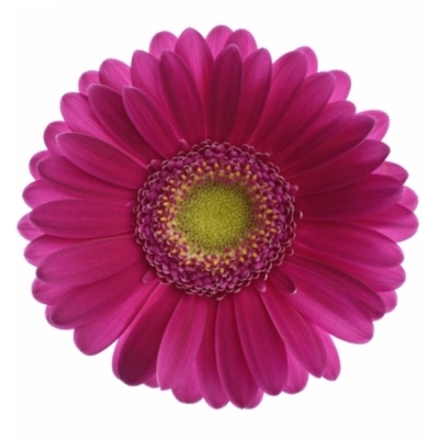 Gerbera mini VIVIAN (WATER)