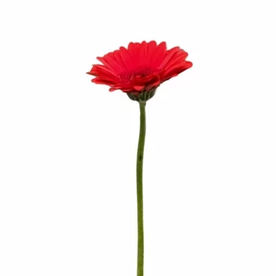 Gerbera mini VUELTA