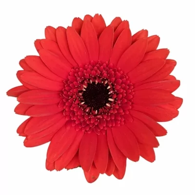 Gerbera mini VUELTA