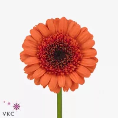 Gerbera mini XAVI