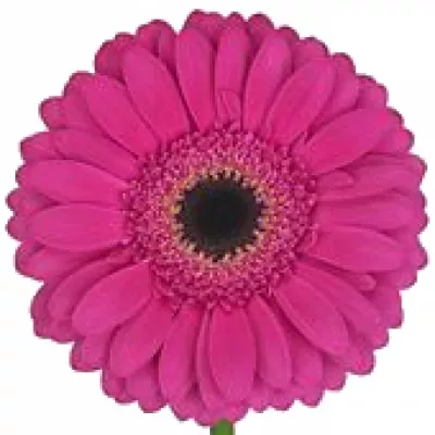 Gerbera SOUND 10 cm