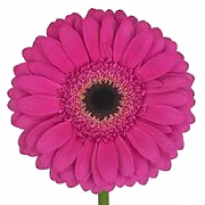 Gerbera SOUND 10 cm