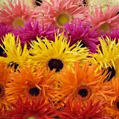 Gerbera SPRING MIX