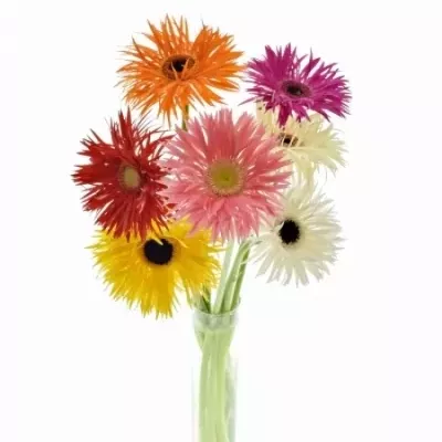 Gerbera SPRING MIX