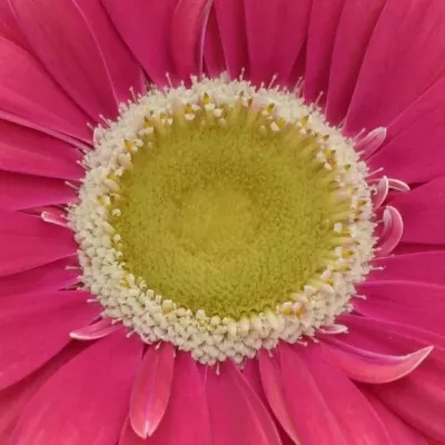 Gerbera UNIQUE 10cm