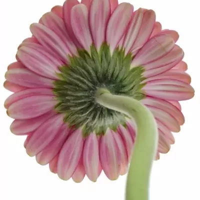 Gerbera UNIQUE 10cm