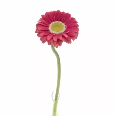 Gerbera UNIQUE 10cm