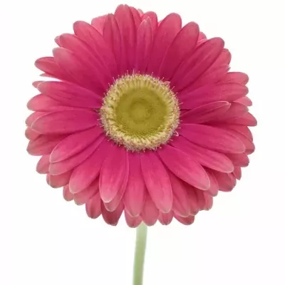 Gerbera UNIQUE 10cm