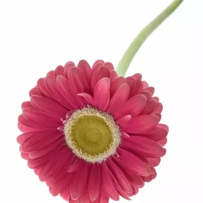 Gerbera UNIQUE 10cm