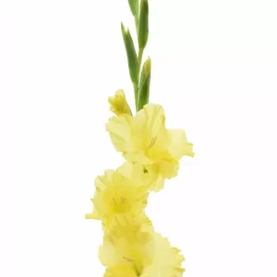 Gladiol GR CHARISMA