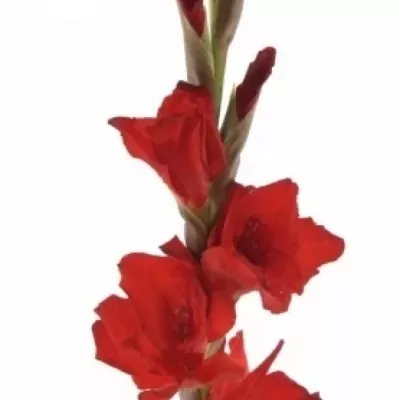 Gladiol GR COSTELLO