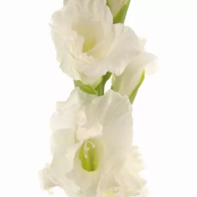 Gladiol GR ESSENTIAL 120cm/40cm