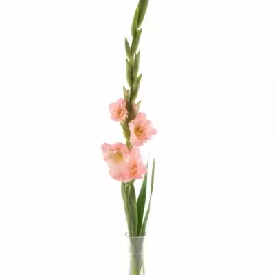 Gladiol GR KARMA 115cm