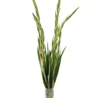 Gladiol GR KARMA 115cm