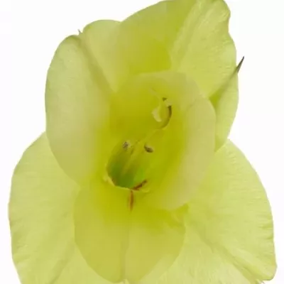 Gladiol GR KIO